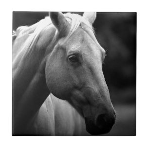 Black White Horse Tegeltje
