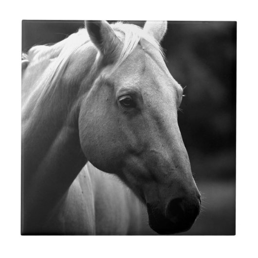 Black White Horse Tegeltje (Voorkant)