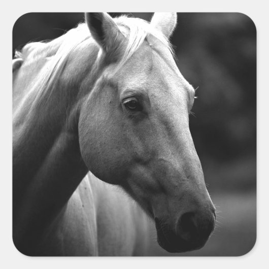 Black White Horse Vierkante Sticker (Voorkant)