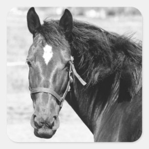 Black White Horse Vierkante Sticker