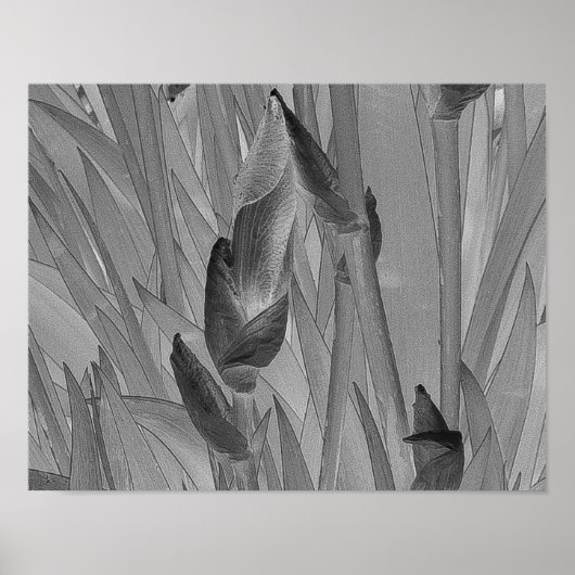 Black White Iris Flowers Original Art Poster (Voorkant)