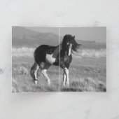 Black & White komt in de buurt van Wild Horse Wens Kaart (Binnen)