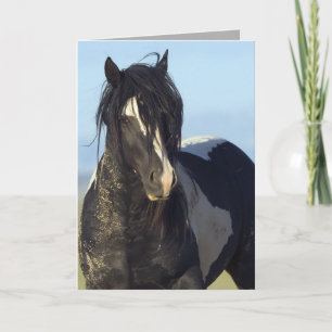Black & White komt in de buurt van Wild Horse Wens Kaart