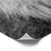 Black White Lion - Animal Photography Art Poster (Hoek)