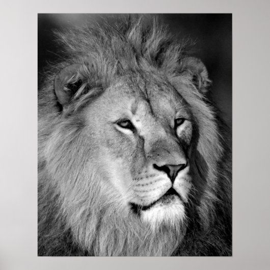 Black White Lion - Animal Photography Art Poster (Voorkant)
