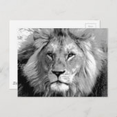 Black White Lion Briefkaart (Voorkant / Achterkant)