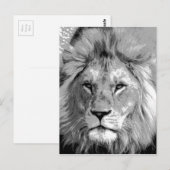 Black White Lion Briefkaart (Voorkant / Achterkant)