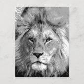 Black White Lion Briefkaart (Voorkant)