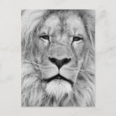 Black White Lion Briefkaart (Voorkant)