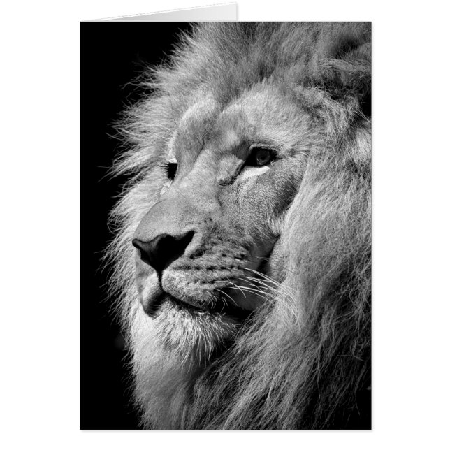Black White Lion Portret - Dierfotografie (Voorkant)
