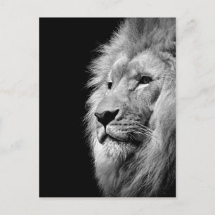 Black White Lion Portret - Dierfotografie Briefkaart