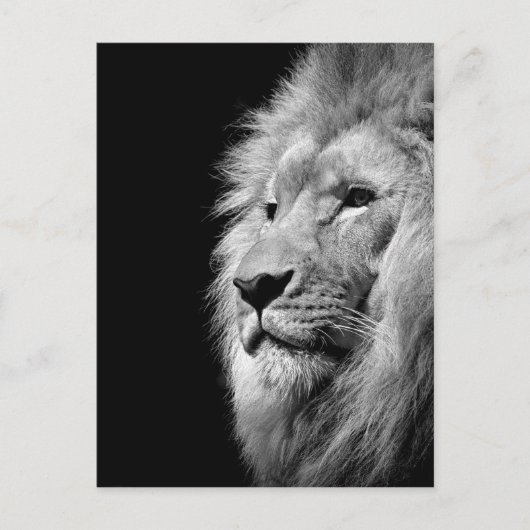 Black White Lion Portret - Dierfotografie Briefkaart (Voorkant)