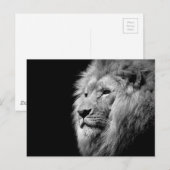 Black White Lion Portret - Dierfotografie Briefkaart (Voorkant / Achterkant)