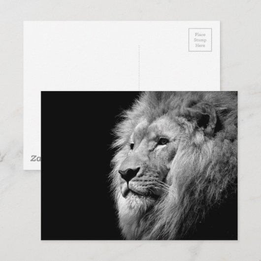 Black White Lion Portret - Dierfotografie Briefkaart (Voorkant / Achterkant)
