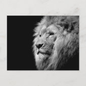 Black White Lion Portret - Dierfotografie Briefkaart (Voorkant)