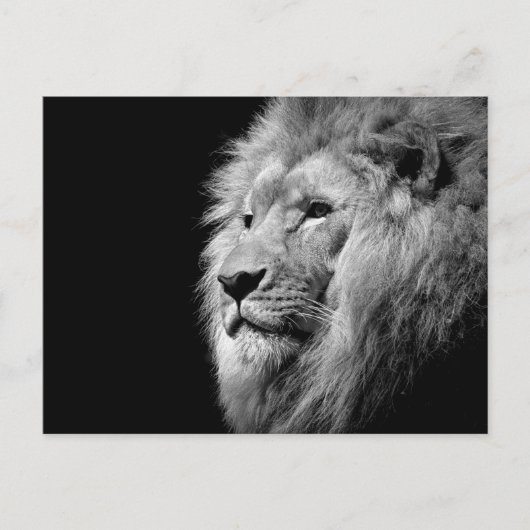 Black White Lion Portret - Dierfotografie Briefkaart (Voorkant)