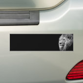 Black White Lion Portret - Dierfotografie Bumpersticker (Op auto)