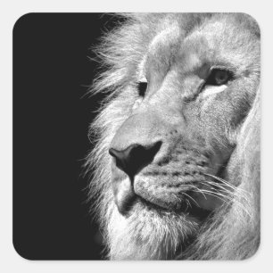 Black White Lion Portret - Dierfotografie Vierkante Sticker