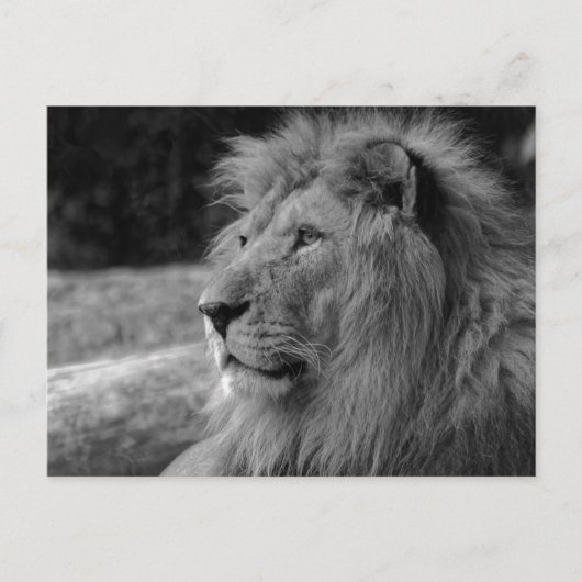 Black & White Lion the King - Dierenfotografie Briefkaart (Voorkant)