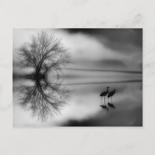 Black & White Morning Post Card Briefkaart