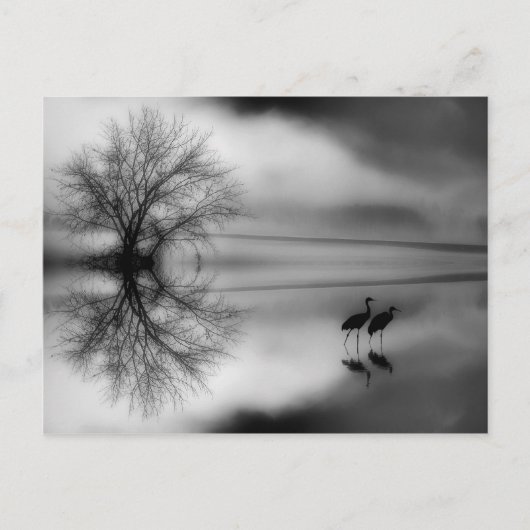 Black & White Morning Post Card Briefkaart (Voorkant)