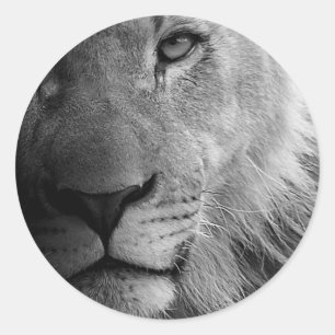 Black White Motivatie Leadership Lion Portret Ronde Sticker