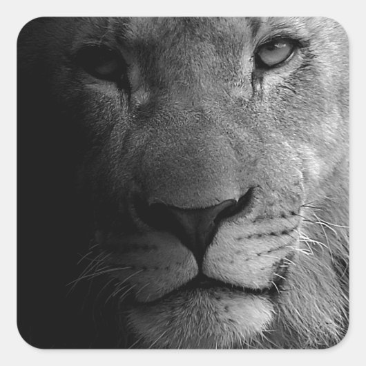 Black White Motivatie Leadership Lion Portret Vierkante Sticker (Voorkant)
