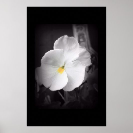 Black & White Pansy Poster (Voorkant)