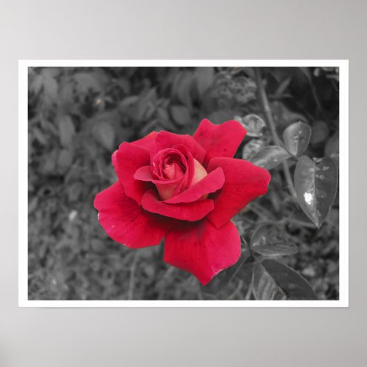 Black White Red Rose Poster (Voorkant)