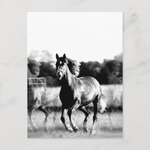 Black & White Running Horse Post-kaarten Briefkaart