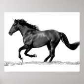 Black & White Running Horse Poster (Voorkant)