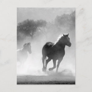 Black White Running Horses Vrijheid Briefkaart