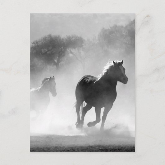 Black White Running Horses Vrijheid Briefkaart (Voorkant)