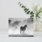 Black White Running Horses Vrijheid Briefkaart (Staand voorkant)