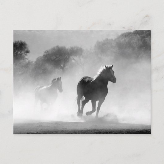 Black White Running Horses Vrijheid Briefkaart (Voorkant)