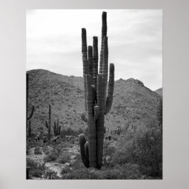 Black & White Saguaro Cactus in de Arizona 16x20 Poster
