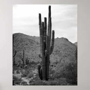 Black & White Saguaro Cactus in de Arizona 16x20 Poster