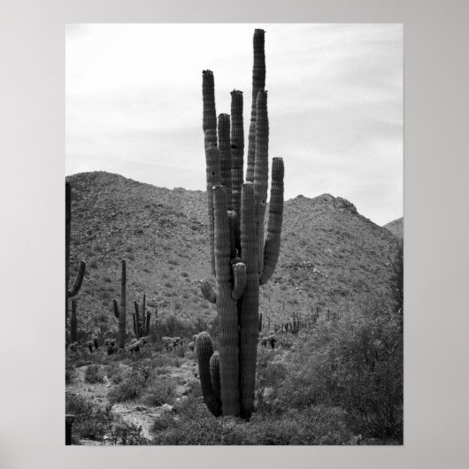 Black & White Saguaro Cactus in de Arizona 16x20 Poster (Voorkant)