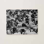 Black & White Sheep Herd Legpuzzel (Horizontaal)