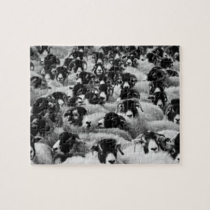 Black & White Sheep Herd Legpuzzel