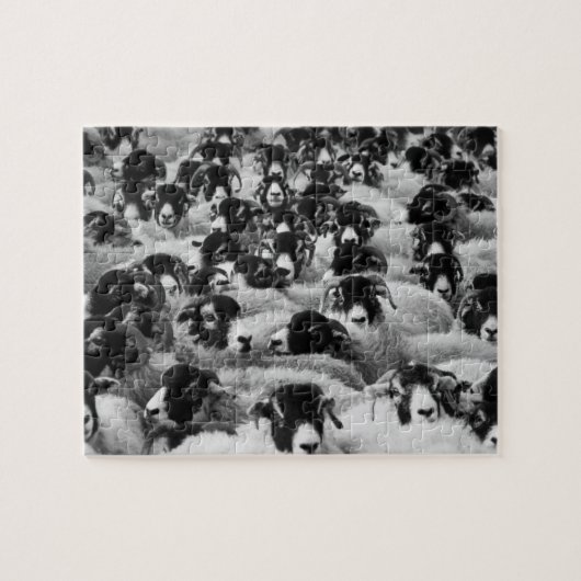 Black & White Sheep Herd Legpuzzel (Horizontaal)