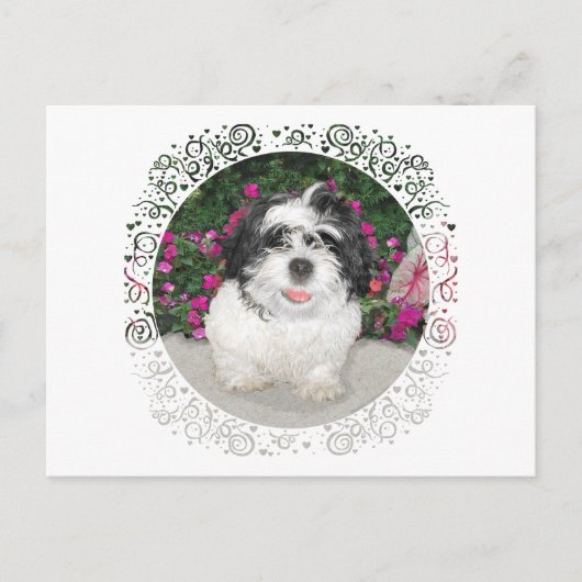 Black & White Shih Tzu Puppy Rescue Dog Briefkaart (Voorkant)