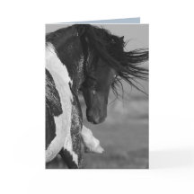 Black & White Strikes Wild Horse Wenskaart