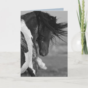 Black & White Strikes Wild Horse Wenskaart Kaart