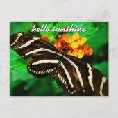 Black White Stripe Butterfly Hallo Sunshine Script Briefkaart (Voorkant)
