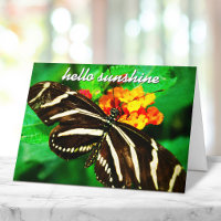 Black White Stripe Butterfly Hallo Sunshine Script