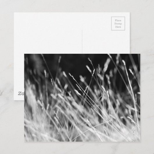 Black & White Tall Grass Briefkaart (Voorkant / Achterkant)