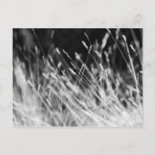 Black & White Tall Grass Briefkaart (Voorkant)
