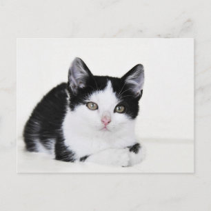Black White Thoughtful Kitten Briefkaart