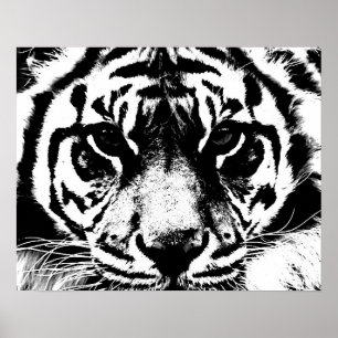 Black White Tiger Eyes Poster Print